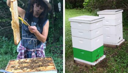 The Buzz On Best Buy’s Beehives